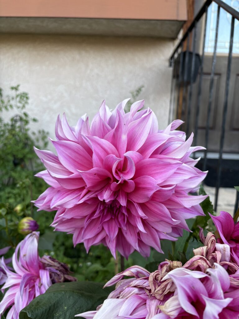 A pink dahlia flower in my garden 